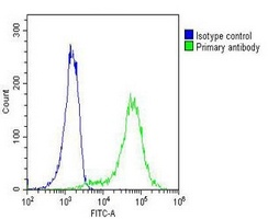 Beta-actin antibody