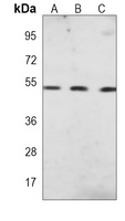 PTEN Antibody