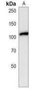 NALP12 Mouse Monoclonal Antibody