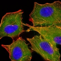 Anti-BID Antibody