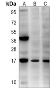 SUMO3 Antibody