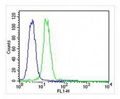 Anti-VCP Antibody