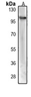 EPHB4 Antibody