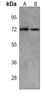 AMPK alpha 2 Antibody