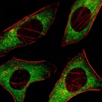 AMPK alpha 2 Antibody