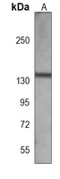 DAP Kinase 1 Mouse Monoclonal Antibody