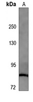 RSK2 Mouse Monoclonal Antibody