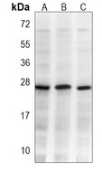 RAB5C Antibody