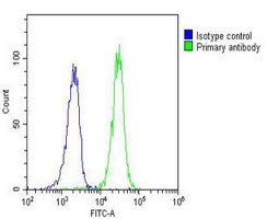 Anti-RASSF2 Antibody