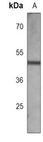 LHX2 Mouse Monoclonal Antibody