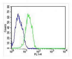 Anti-FHIT Antibody