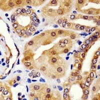 HINT1 antibody