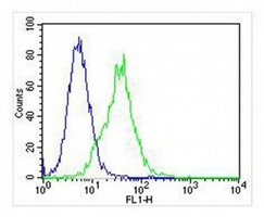 Anti-HINT1 Antibody