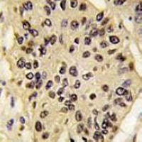 Anti-SOX2 Antibody