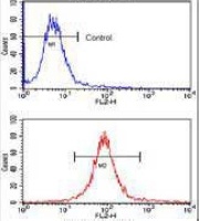 Anti-SOX2 Antibody
