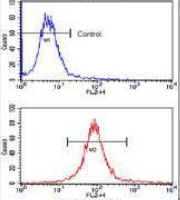 SOX2 antibody