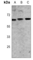 ZAP70 Antibody