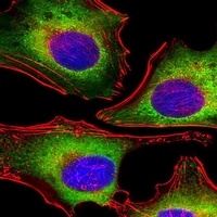 ZAP70 Antibody