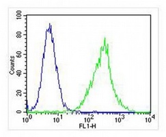 ZAP70 Antibody