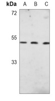 Vasopressin V1a Receptor Mouse Monoclonal Antibody