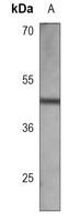 PSMC2 Mouse Monoclonal Antibody