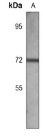 PGHS-2 Mouse Monoclonal Antibody