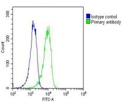 RYK antibody