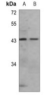 CCR7 Antibody