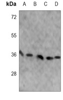 APE1 Antibody
