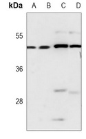ERK1 Antibody [KO/KD Validated]