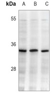 CDK2 Antibody