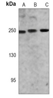 Rpb1 CTD Mouse Monoclonal Antibody