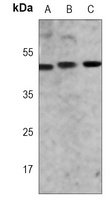 GATA3 Antibody