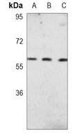 CD252 Antibody