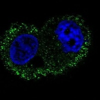 Anti-CD49f Antibody
