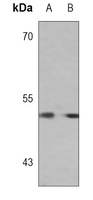 USF1 Antibody