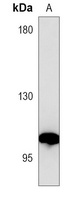 CD15 Antibody