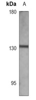 MDR3 Mouse Monoclonal Antibody