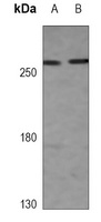 Filamin A Mouse Monoclonal Antibody