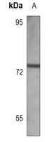 HNF1 alpha Antibody