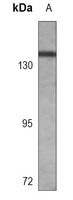 CD11c Antibody