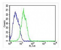 Anti-RAB3B Antibody