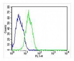 RAB3B antibody