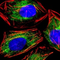 RAB3A antibody