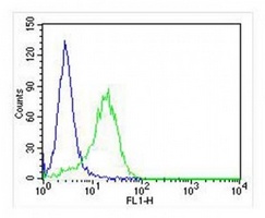 Anti-RAB3A Antibody
