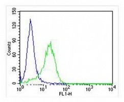 RAB3A antibody