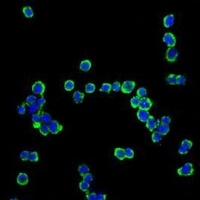 Anti-CD138 Antibody