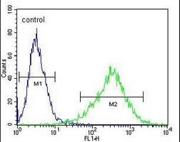 Anti-CD138 Antibody