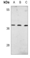 PU.1 Mouse Monoclonal Antibody