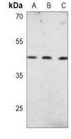 HLA-G Antibody